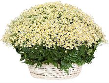 Цветочная композиция из Ромашки в корзине #REPLACE_PRED# Орше